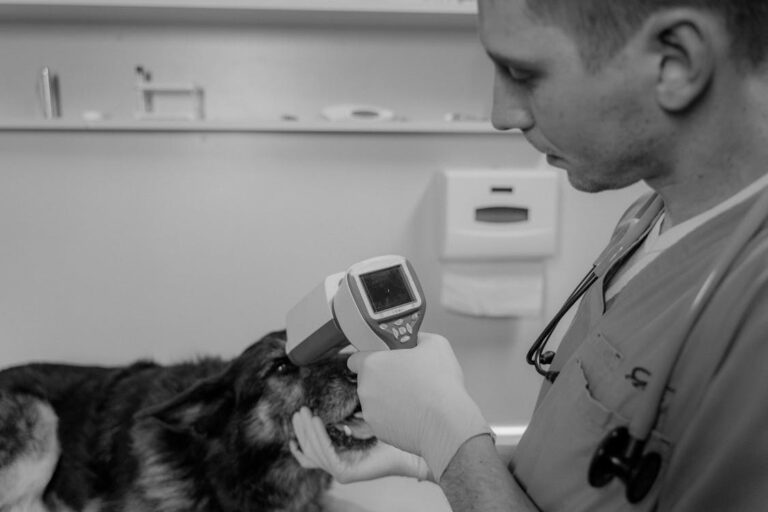 Veterinarian checking a dog's eyes with a diagnostic tool at a clinic