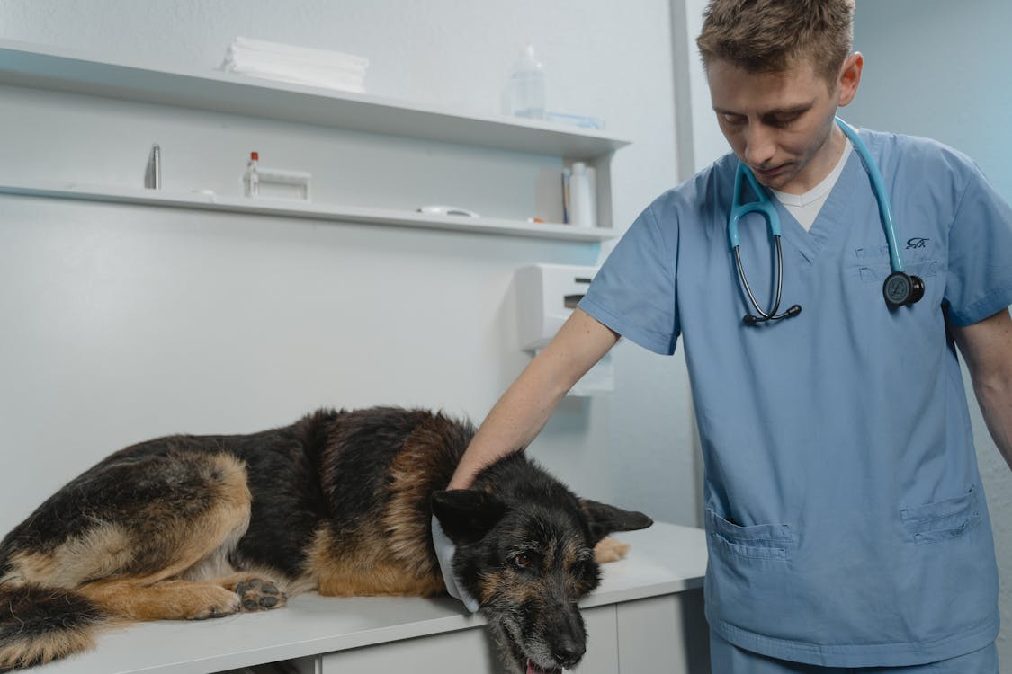 Veterinarian in scrubs holding and examining a German Shepherd dog