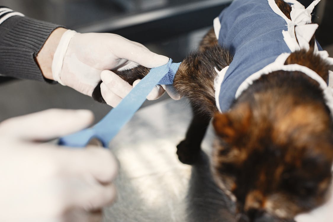 Veterinarian treating and examining a cat at a veterinary clinic