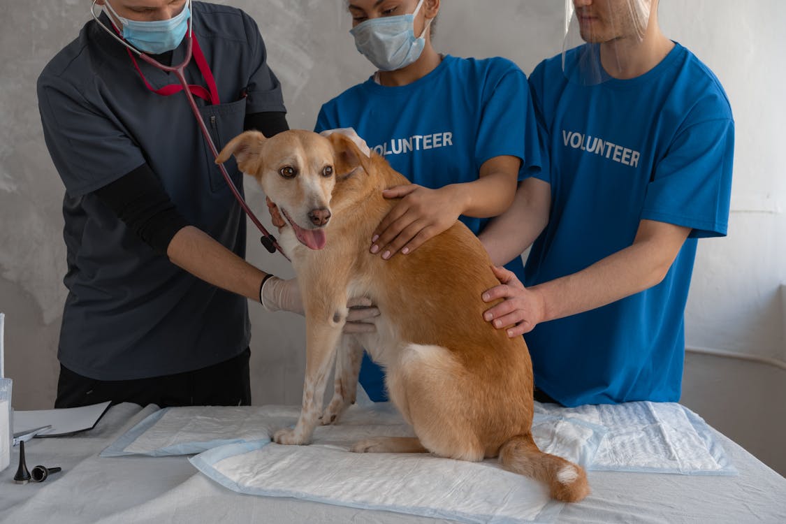 Veterinarian and volunteers helping a sick dog at an animal clinic